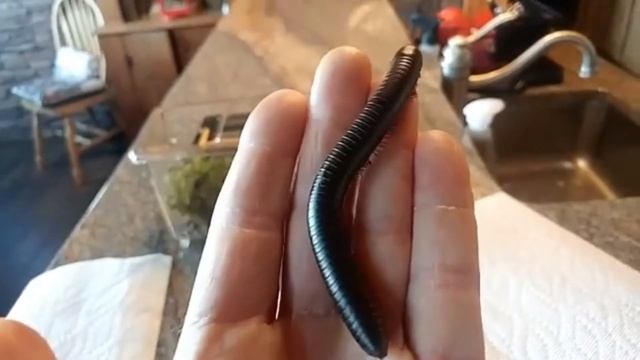 American Giant Millipede Narceus Americanus