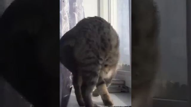 Мои Кисули-выбражули)))