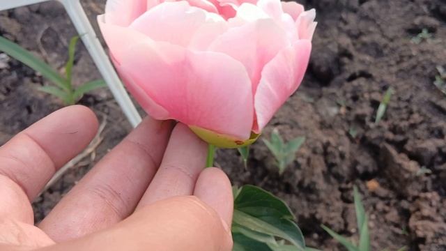 20240615_210538 (online-video-cutter.com)
