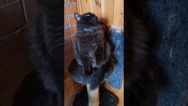 Чёрный сибирский котик Ignat Crown of Siberia, 4,5 месяца