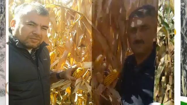 Azərbaycanda Qarğıdalığı istehsalı inkişaf edir