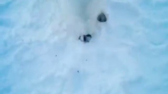 Ямал, песец