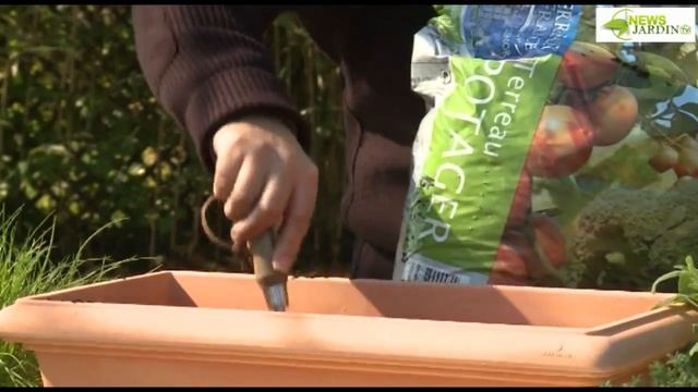 PLANTES AROMATIQUES EN JARDINIÈRE POUR LE BALCON