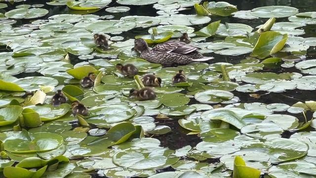 The Cutest Ducklings Ever, at Beacon Hill Park, Victoria BC, Canada