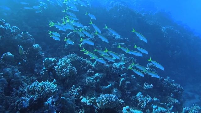 CHILL & DIVE - RED SEA // MARSA ALAM