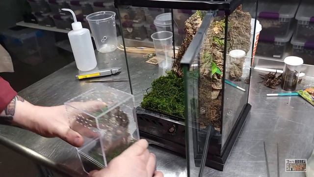 Heteropoda maxima "Thai Cave Spider" Rehouse and Update
