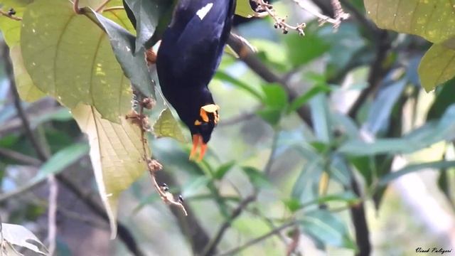 Southern Hill Myna