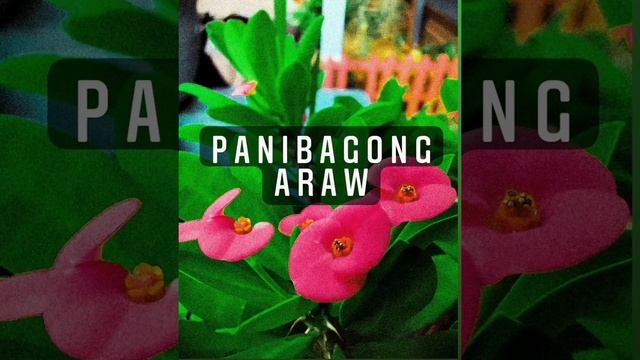 Navie - Panibagong araw