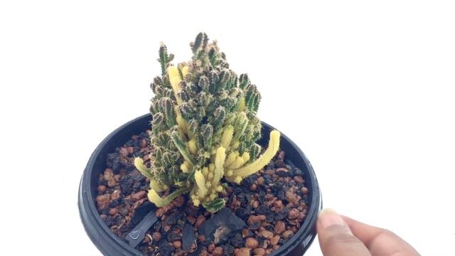 Fairy Castle Cactus Variegated (Cactus and Succulents)