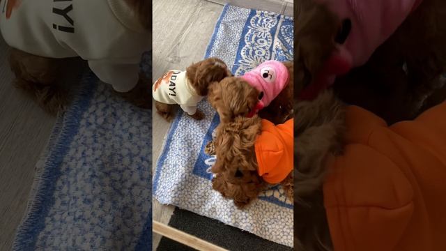 Продажа щенков