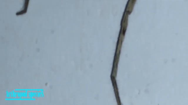 Arachnida Species - Giant Crab Spiders | Brown Huntsman Spider (Heteropoda venatoria) | Male