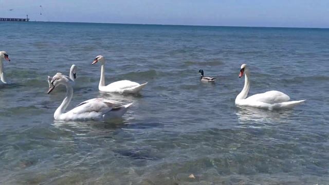 АНАПА. Лебеди.