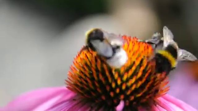 2 hommels op de De rode zonnehoed (Echinacea purpurea)
