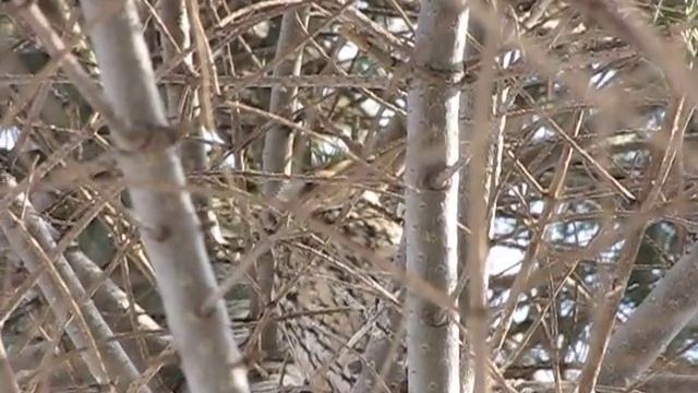 Ушастые совы-2