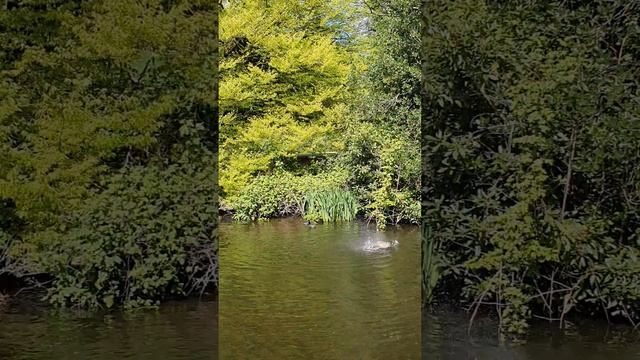 Coots fight with black headed goose in Sefton park.