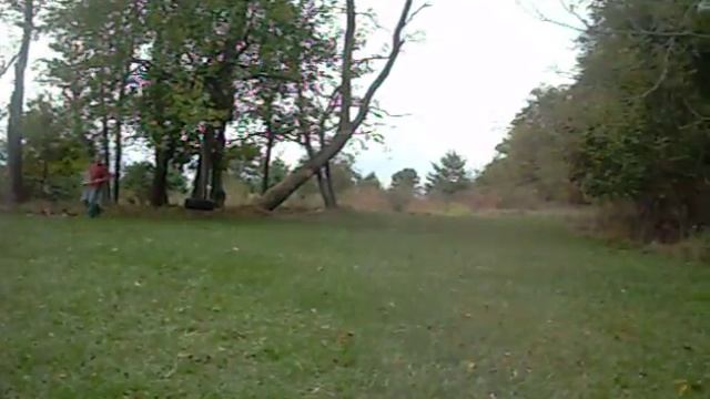 Felling a tree