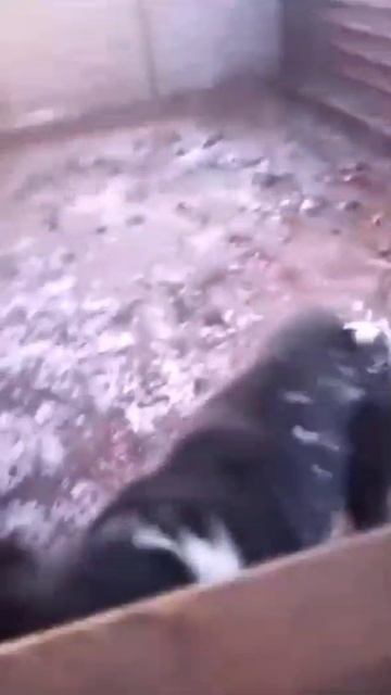 Вот такие два алабая есть в приюте. Нужен срочно дом