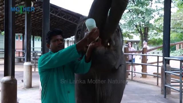 Milk Feeding Of Baby Elephants in Pinnawala Elephant Orphanage, Shri Lanka