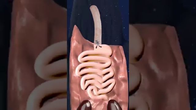 What If Whale Swallowed You Alive? (3D Animation) #shorts