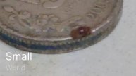 Lasioderma serricorne