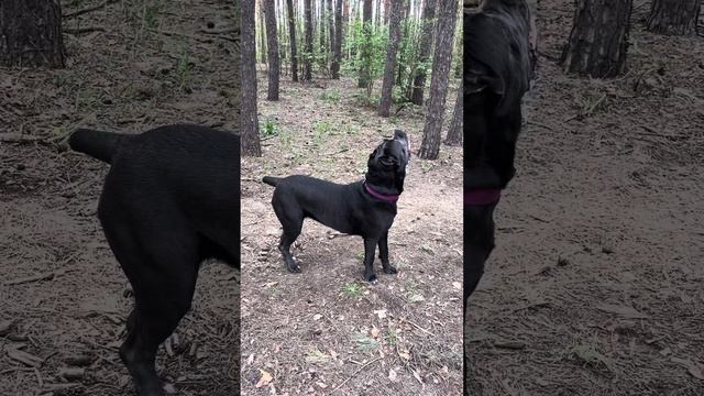 Девочки и снова белки🤣#канекорсо #канекорсоитальяно #canecorso #dog #voronezh #животные #собаки