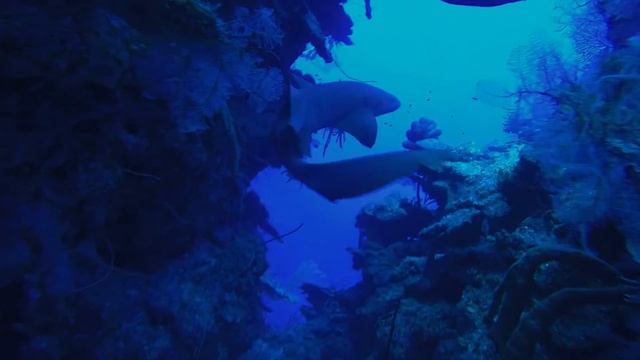 Scuba Diving Cayman Islands | North Wall