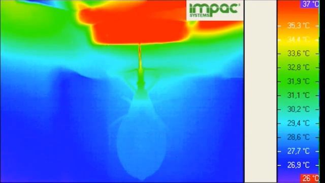 Countercurrent heat exchange and thermoregulation during blood-feeding in kissing bugs