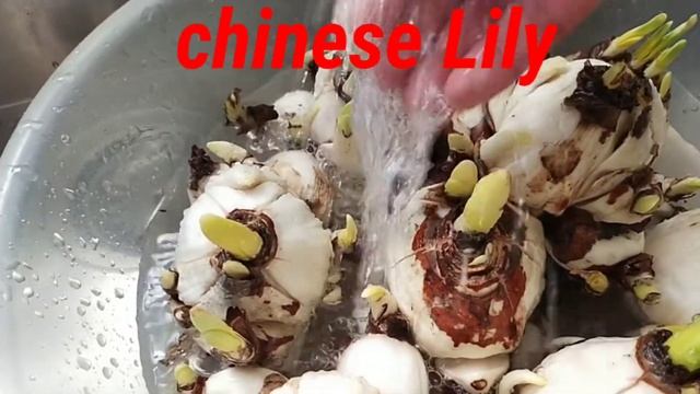 How to Grow Chinese Lily(my way)