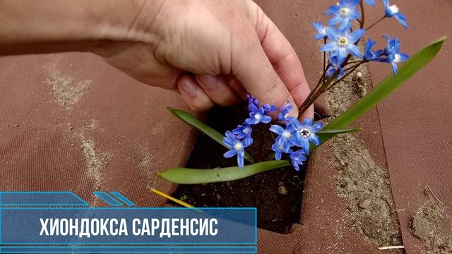 Прогулка по саду с первоцветами: обзор первоцветов, сезон 2024
