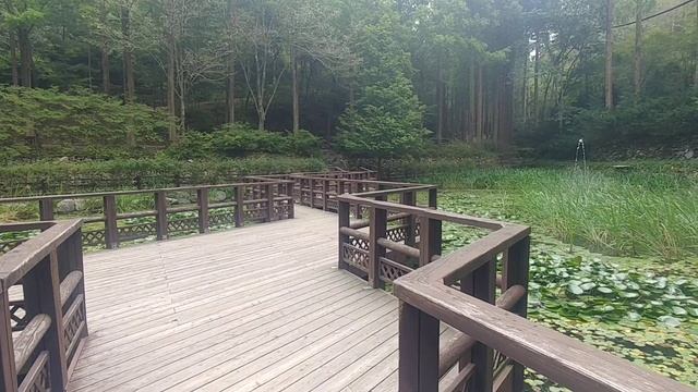 메타세쿼이아 숲 (장태산) Metasequoia forest   # 술법가
