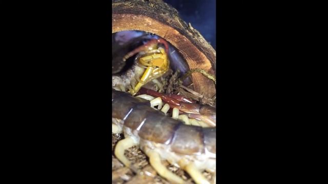 Vietnamese centipede eating skin and cleaning legs