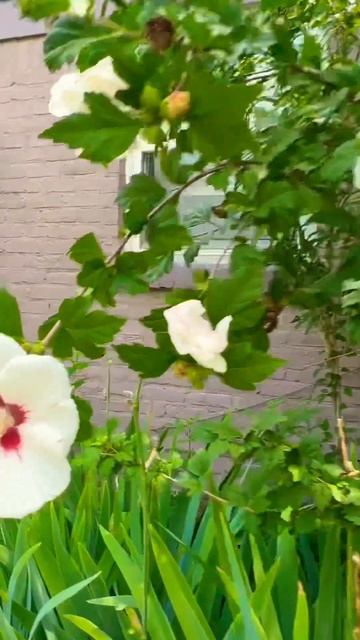 Beautiful Flowers 🌸🥰#flowers #roseofsharon #гибискус #цветы #лето