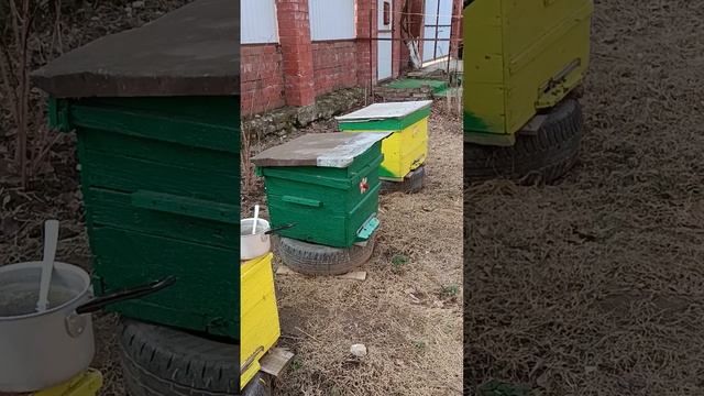 куда делись пчелы, кто скажет?