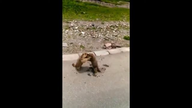 Вин чун . Чи сао . Применение