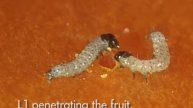African cotton bollworm (Helicoverpa armigera)