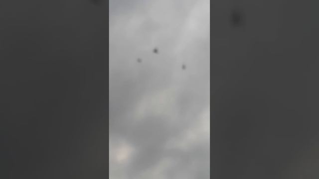 Посадка Армянских голубеий моладёж