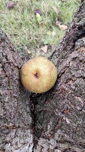 ТОЧНОЕ ПОПАДАНИЕ ГРУШИ (Рear tree)  #Shorts