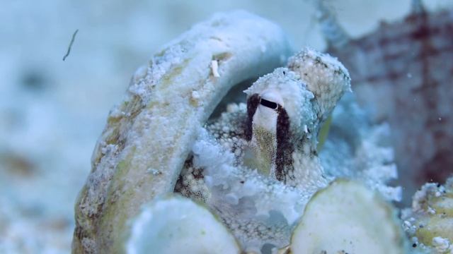 Smallest octopus ever found