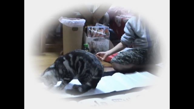 書き初めと猫　　　KAKIZOME & Cat