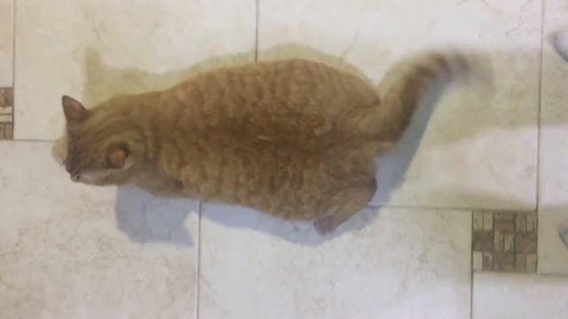 Слишком Жирный кот 🐱