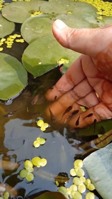 Guppy pond || Water Lily pond #shorts #minipond #guppypond #trending #gardening