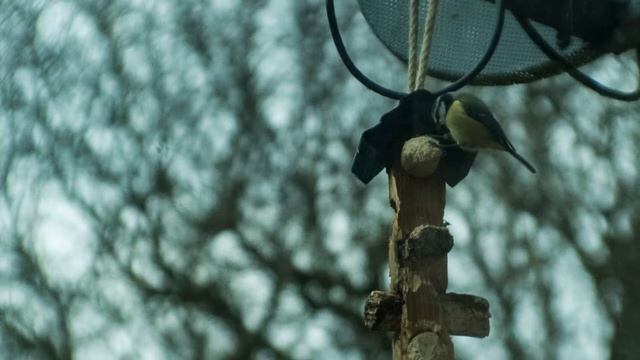 Blue tit feeding, plus flight, high speed camera