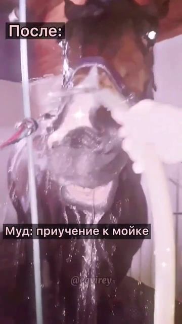 как ваши лошади относятся к мойке и воде?✨