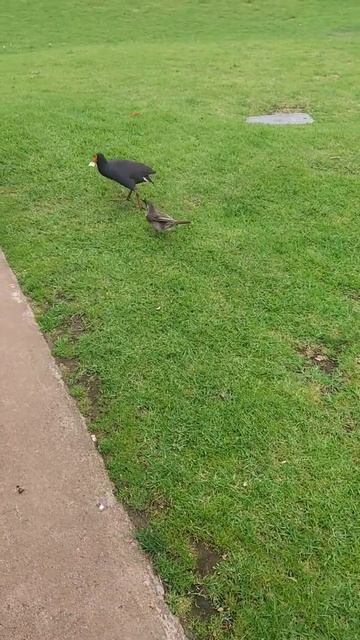 Wattlebird Vs Moorehen #shorts