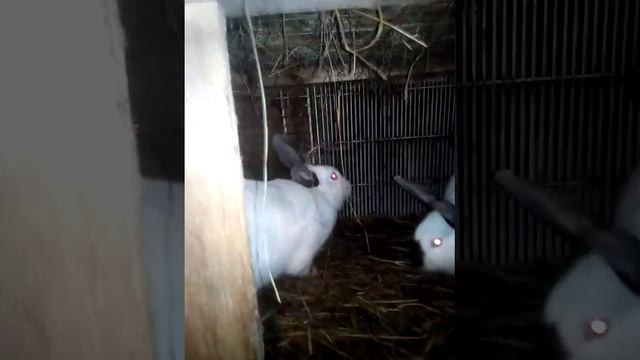 Породы кроликов, которые я развожу