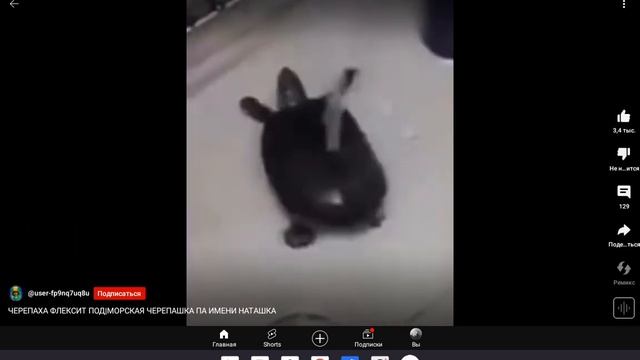 морская черепашка а нет это какашка
