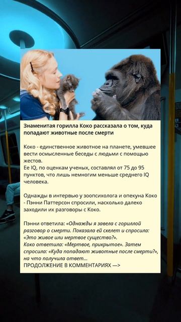 Знаменитая горилла Коко о жизни животных после смерти