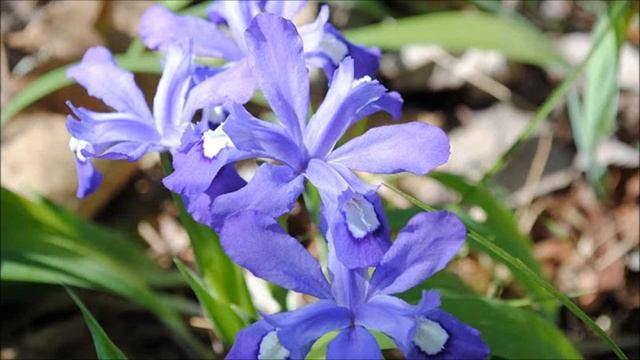 Crested Iris For Sale