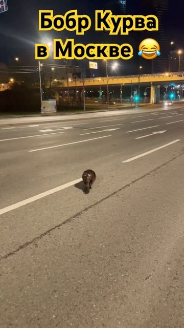 БОБЕР КУРВА в МОСКВЕ