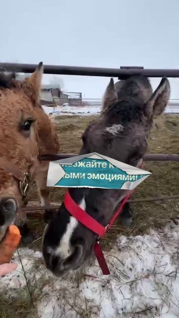 Наши животные – главные звёзды глэмпинга!

priboi-glamp.ru/